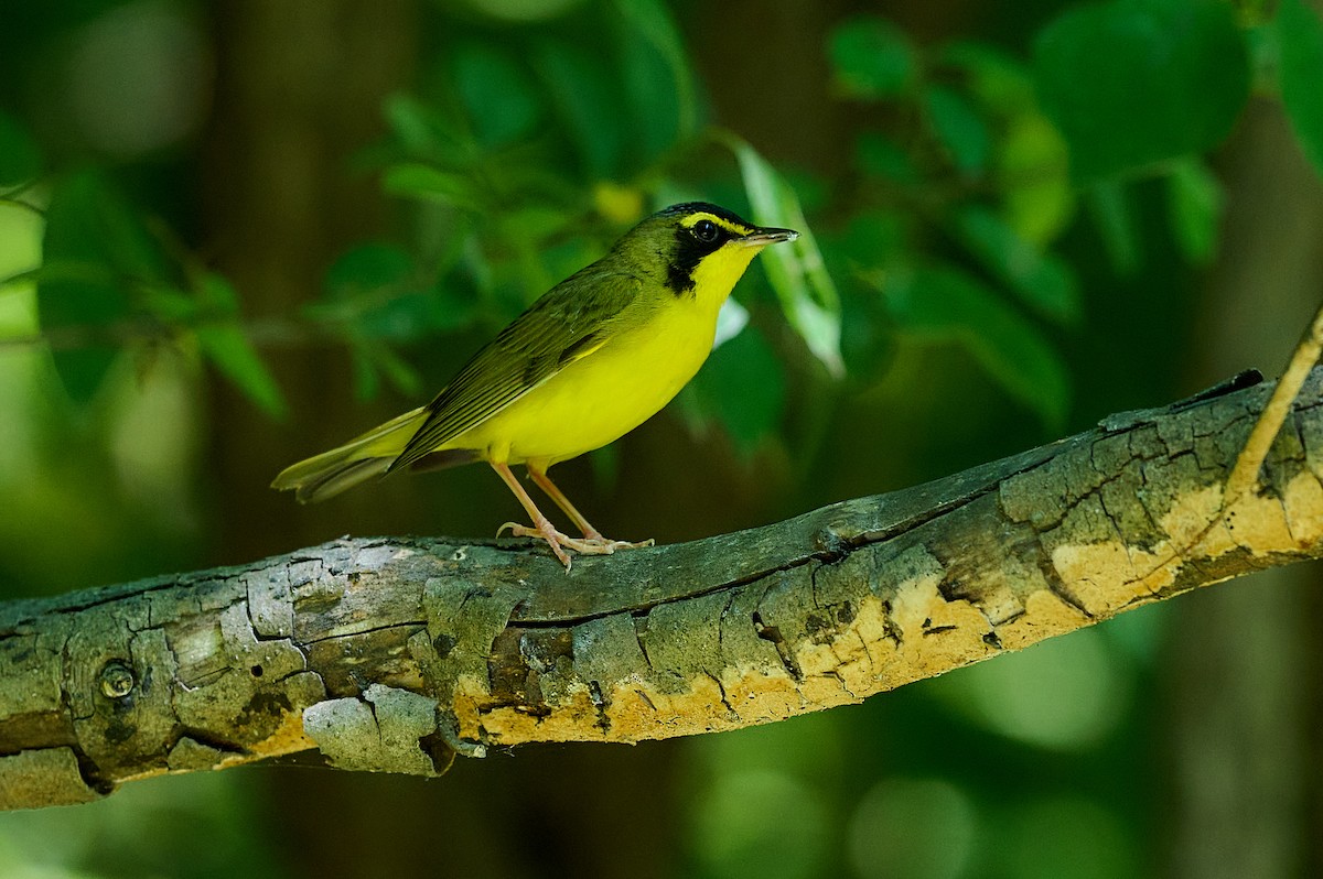 Kentucky Warbler - ML620968314