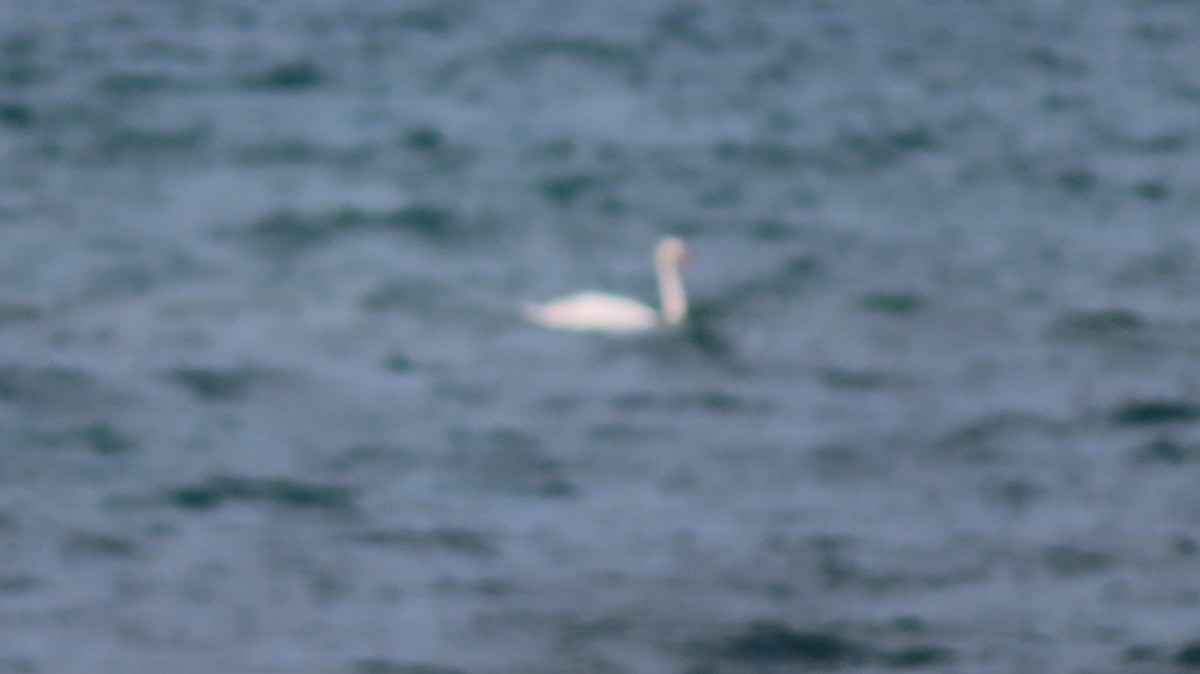 Mute Swan - ML620968348