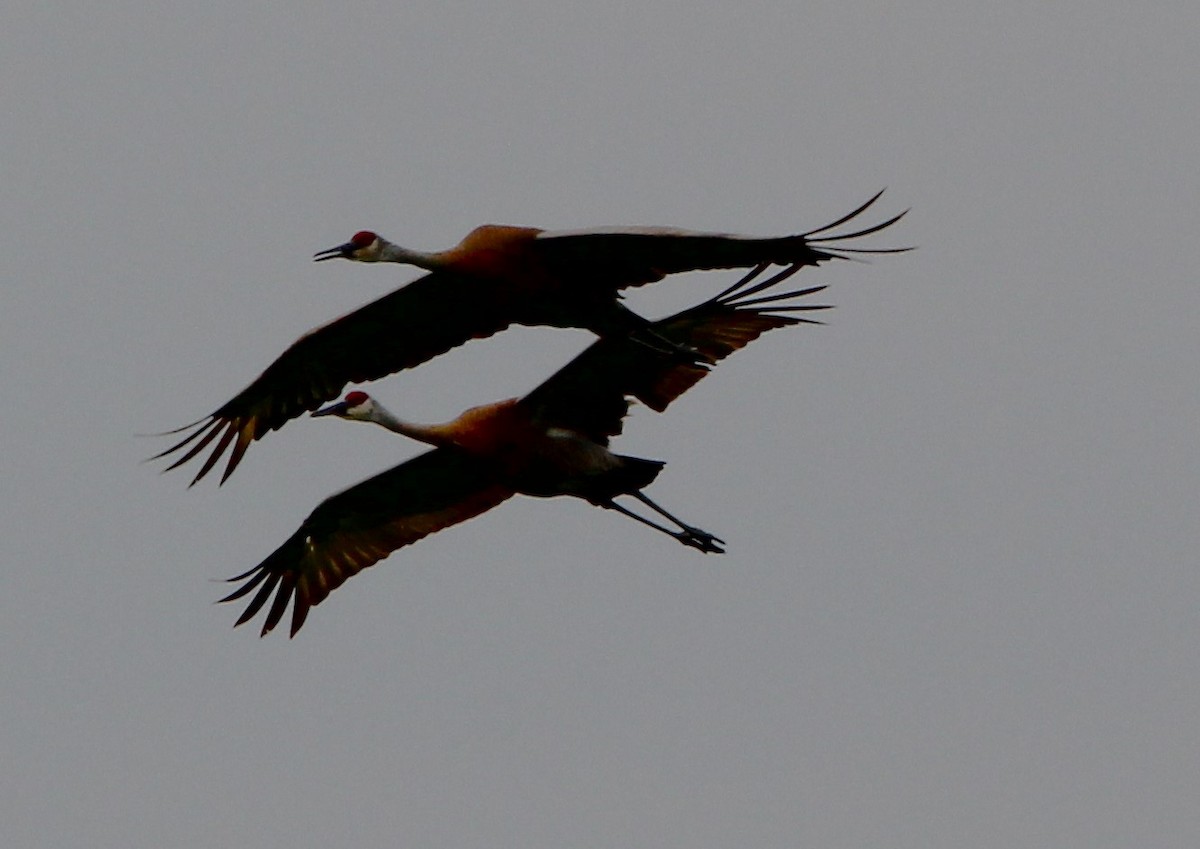 Орог тогоруу - ML620968351