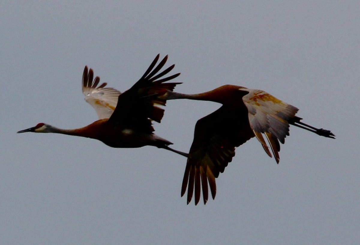Sandhill Crane - ML620968352