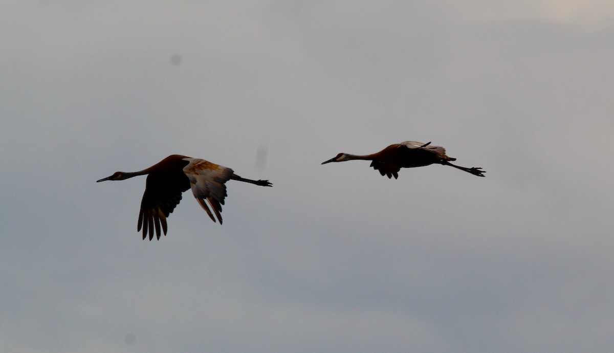 Орог тогоруу - ML620968353