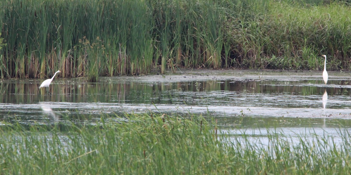 Цасч дэглий - ML620968359