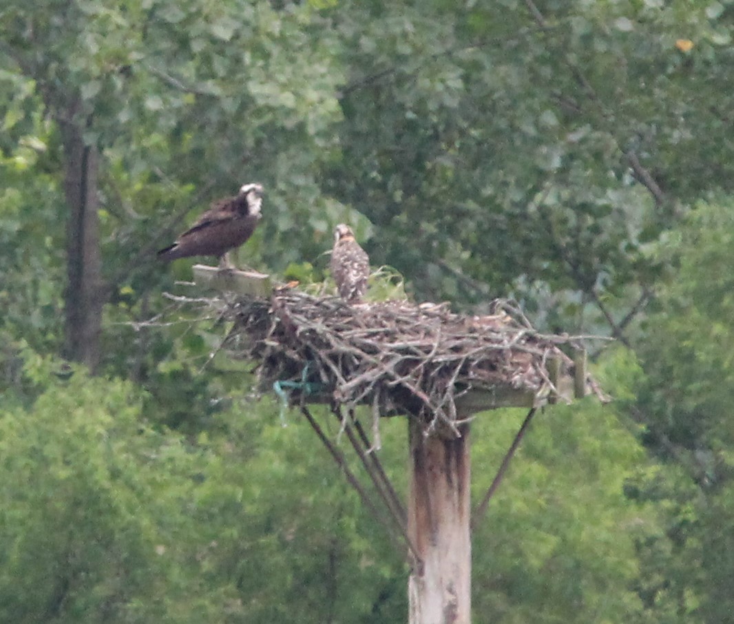 Falco pescatore - ML620968368