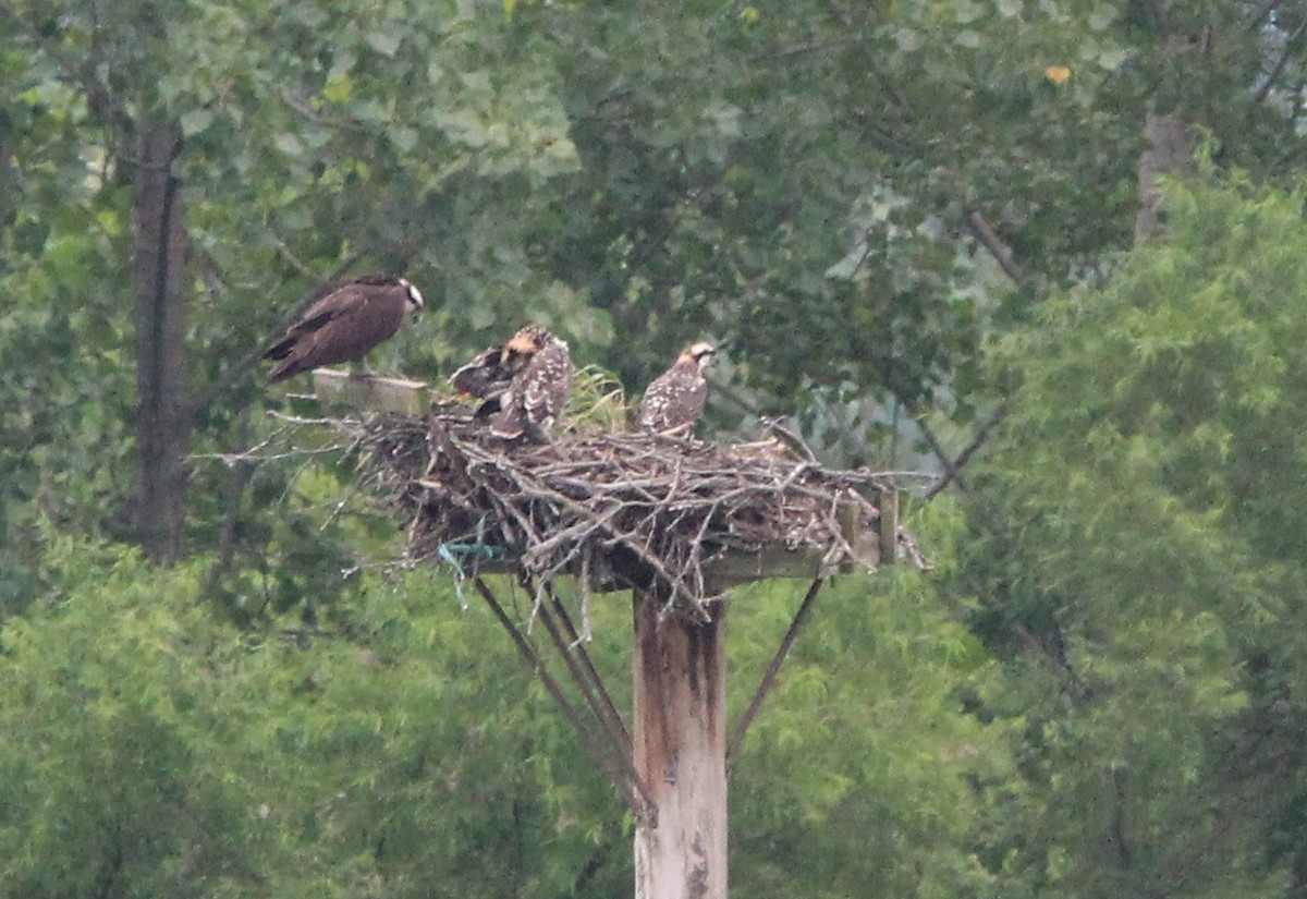 Загасч явлаг - ML620968369