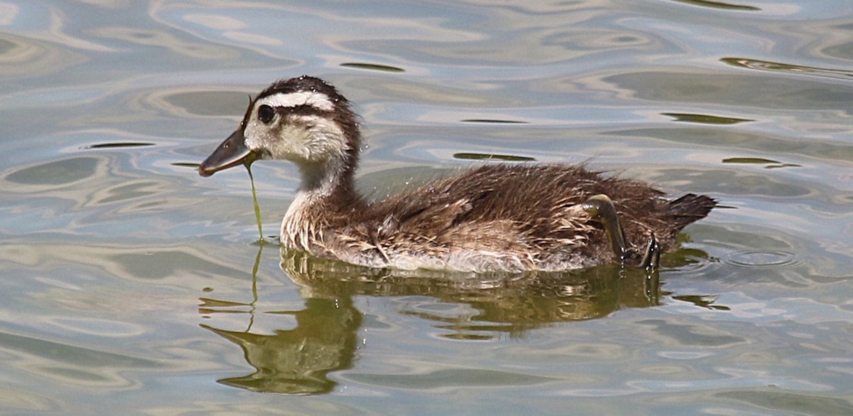 Wood Duck - ML620968393