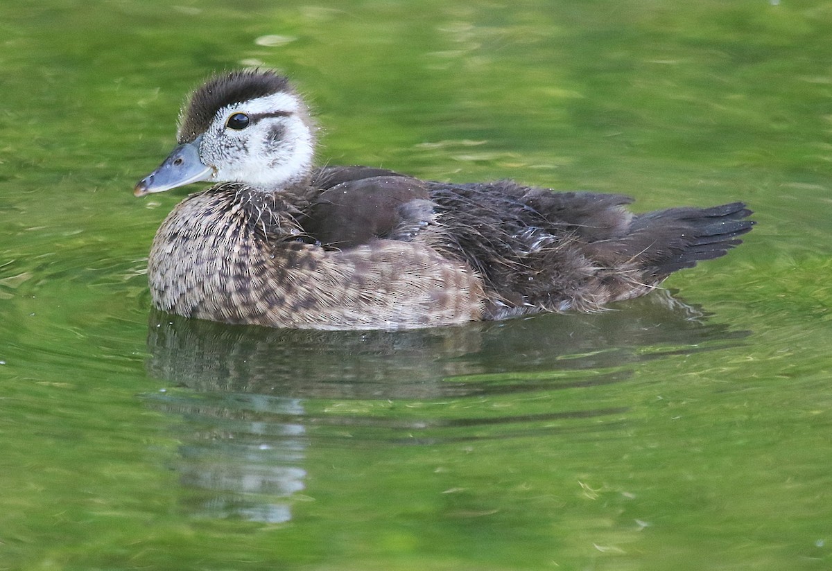 Wood Duck - ML620968396