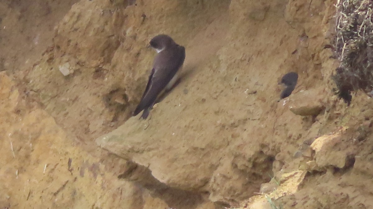 Bank Swallow - ML620968408