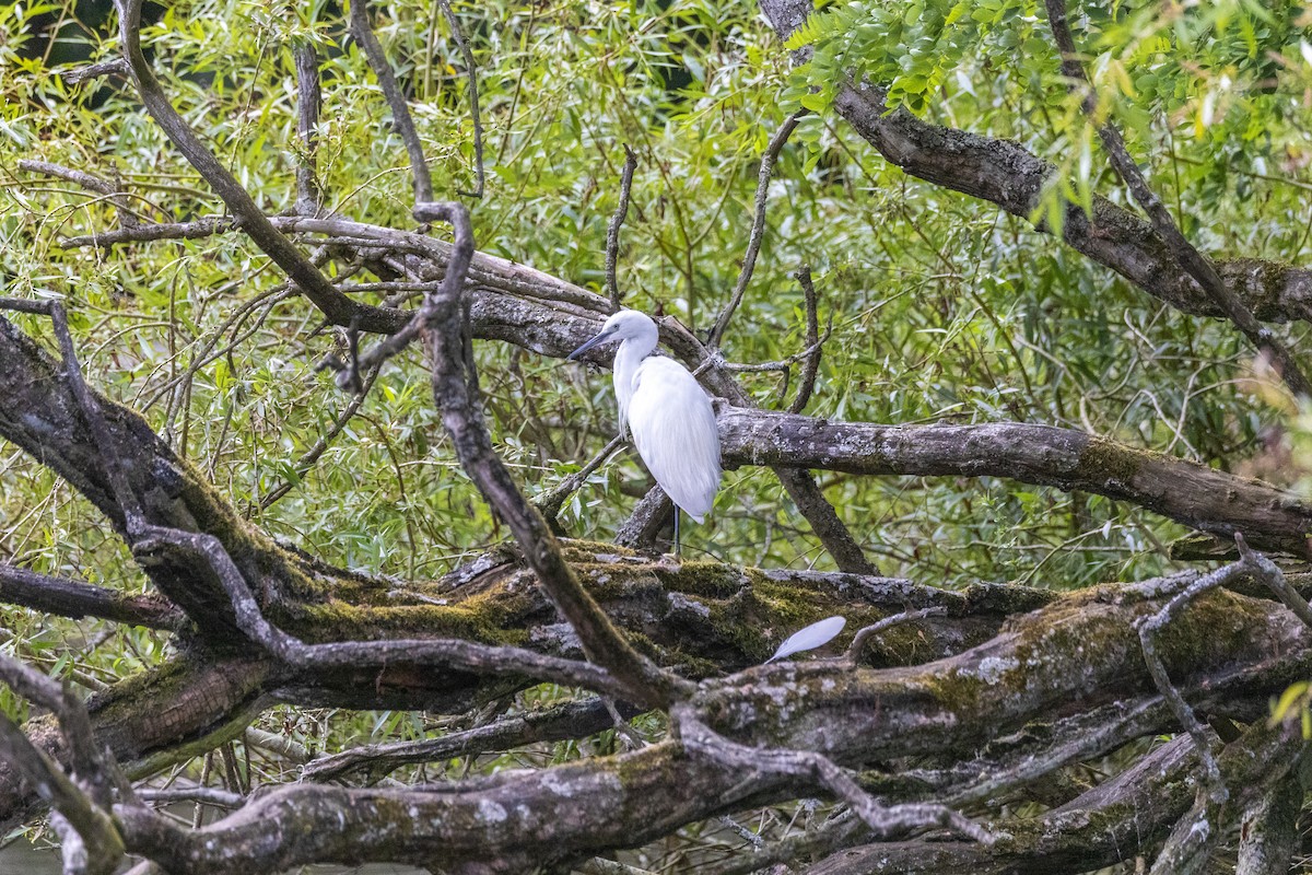 Little Egret - ML620968449