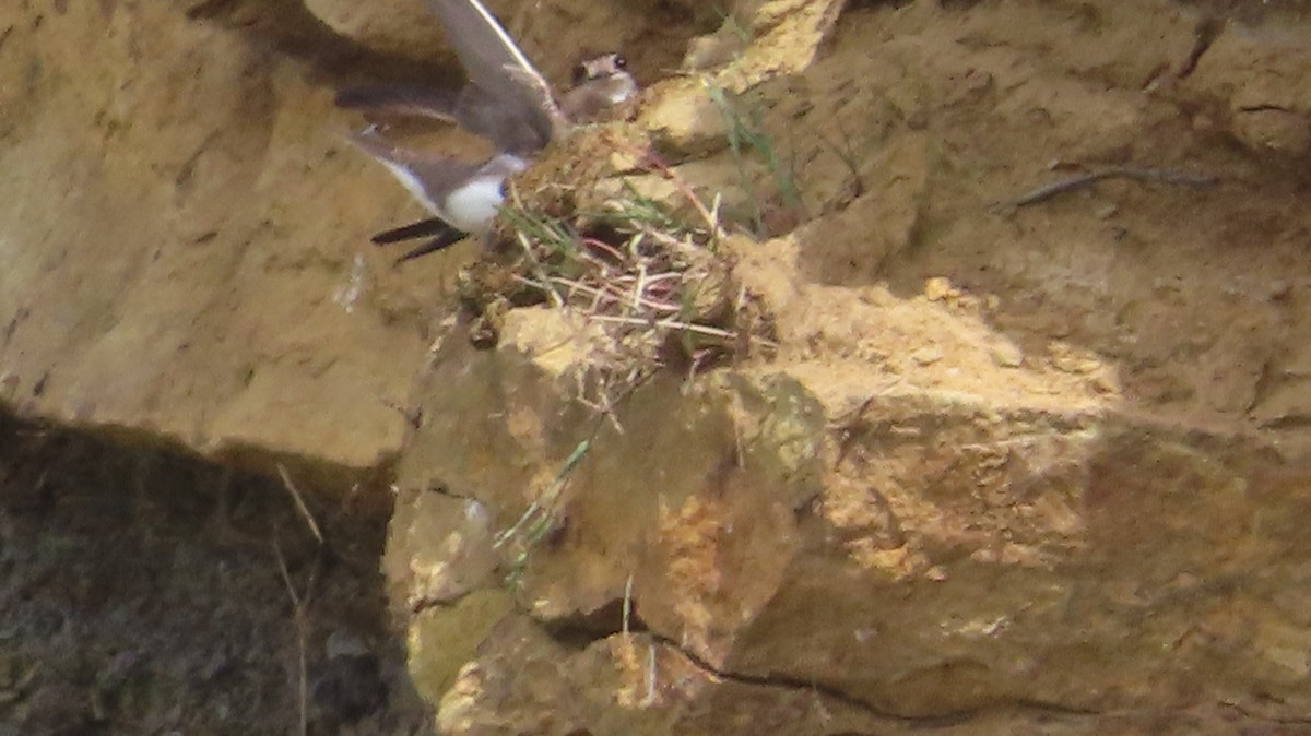 Bank Swallow - ML620968463
