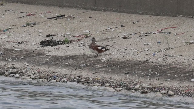 American Wigeon - ML620968661