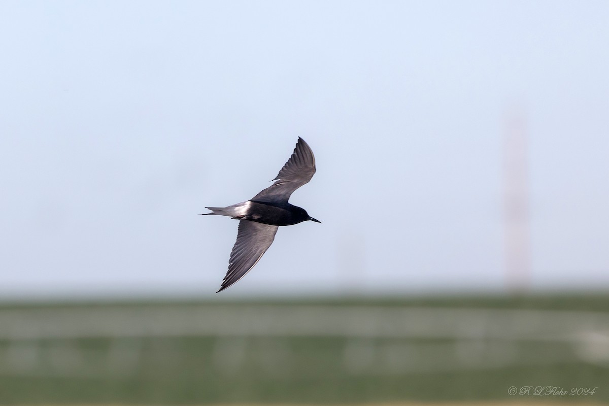 Black Tern - Anonymous