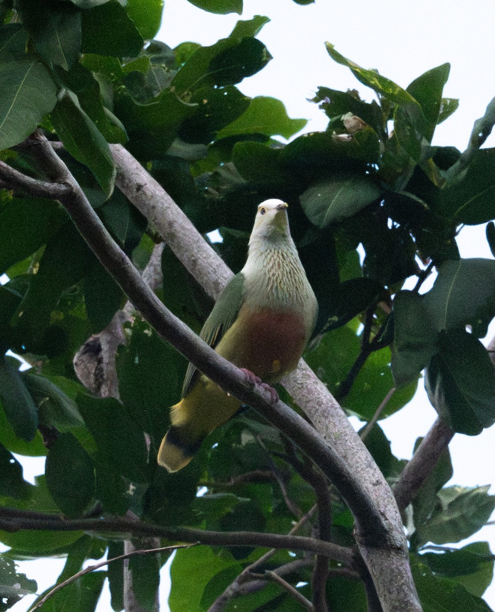 White-capped Fruit-Dove - ML620968777