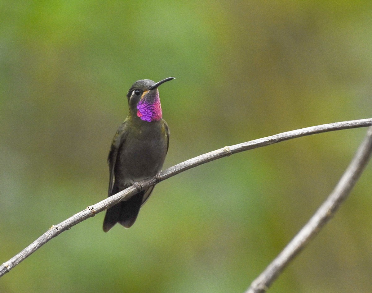 Amethyst-throated Mountain-gem - Esteban Matías (birding guide) Sierra de los Cuchumatanes Huehuetenango esteban.matias@hotmail.com                             +502 53810540