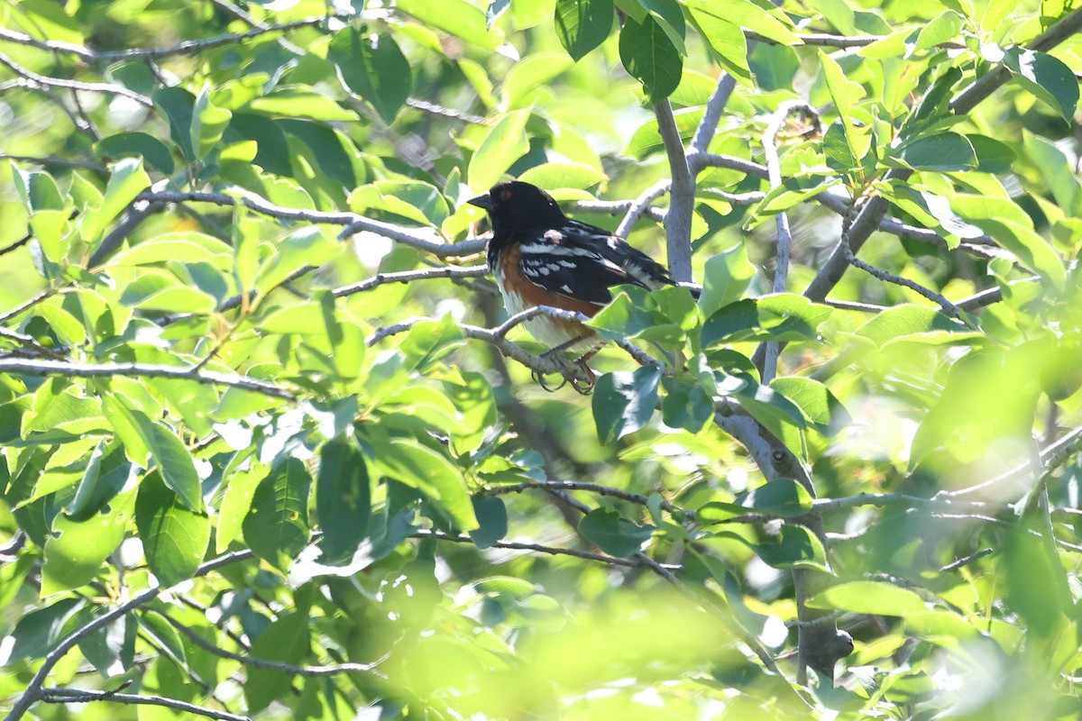 Spotted Towhee - ML620969049