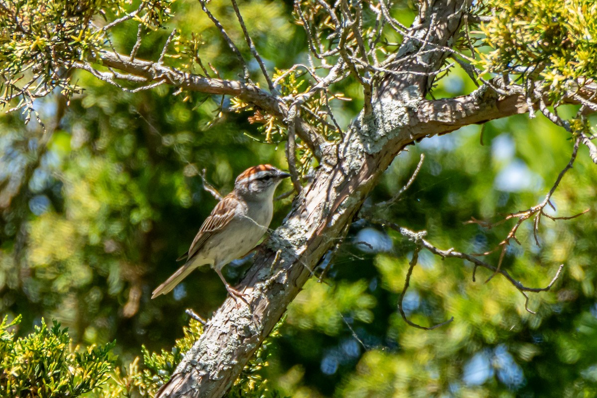 Chipping Sparrow - ML620969136