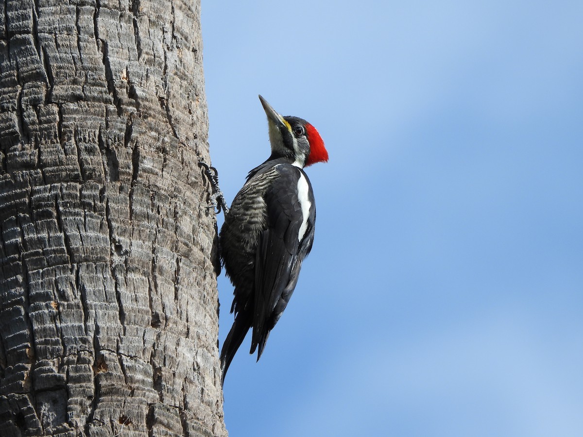 Lineated Woodpecker - Haydee Huwel