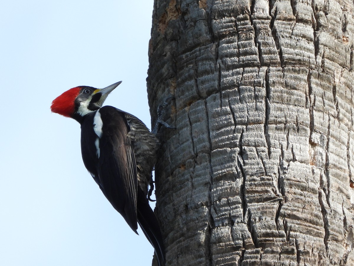 Lineated Woodpecker - ML620969276