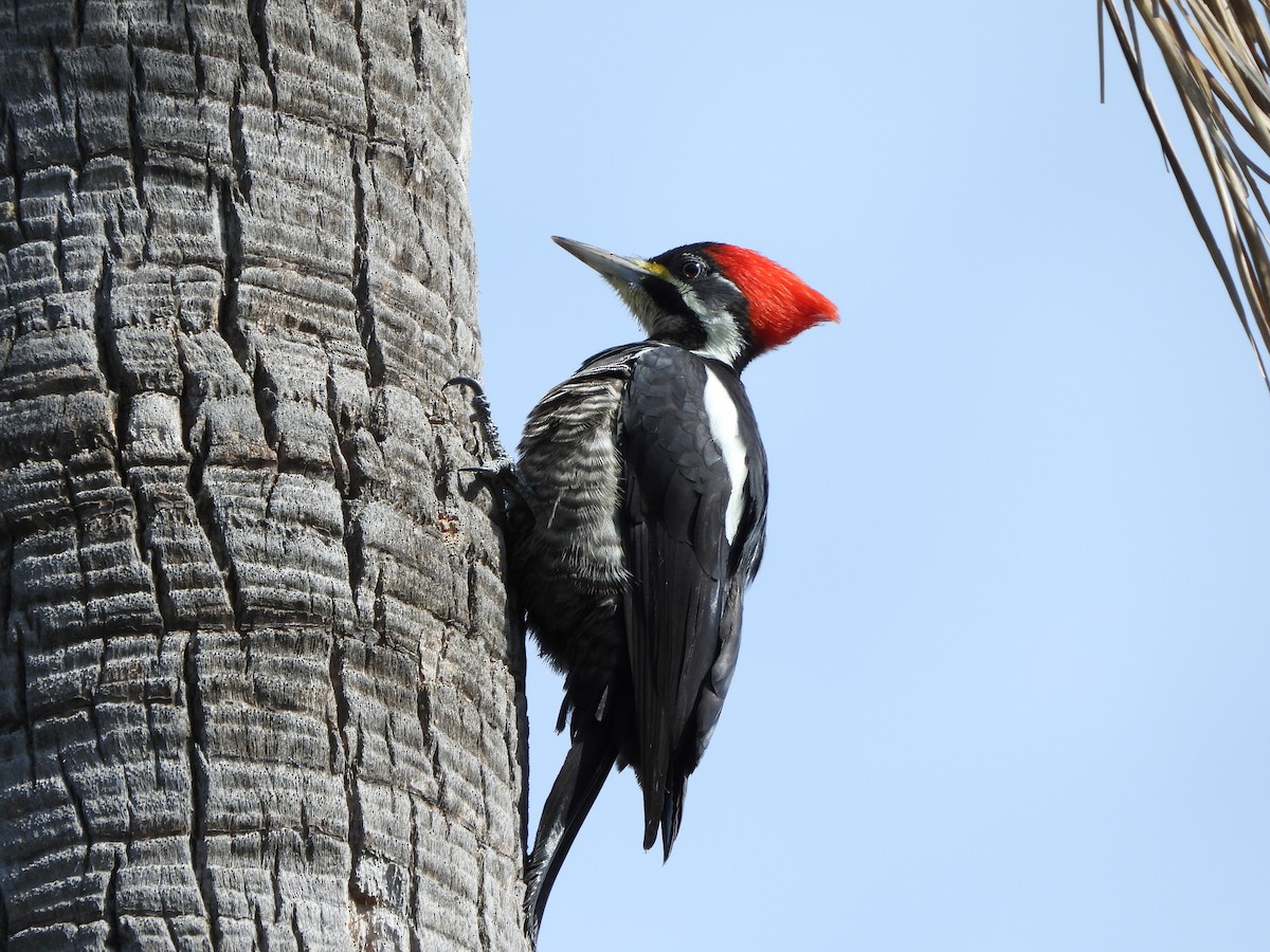 Lineated Woodpecker - ML620969296
