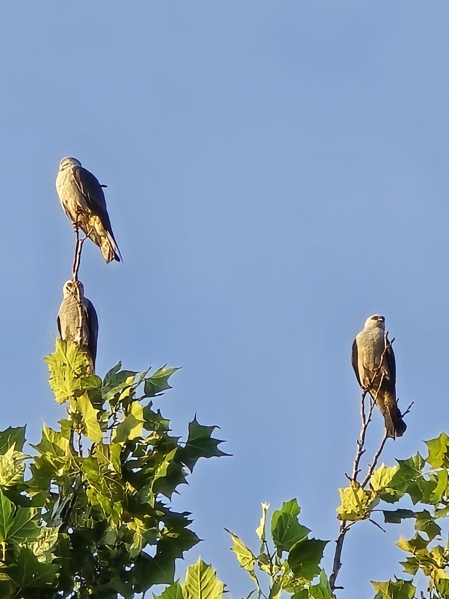 Mississippi Kite - ML620969334