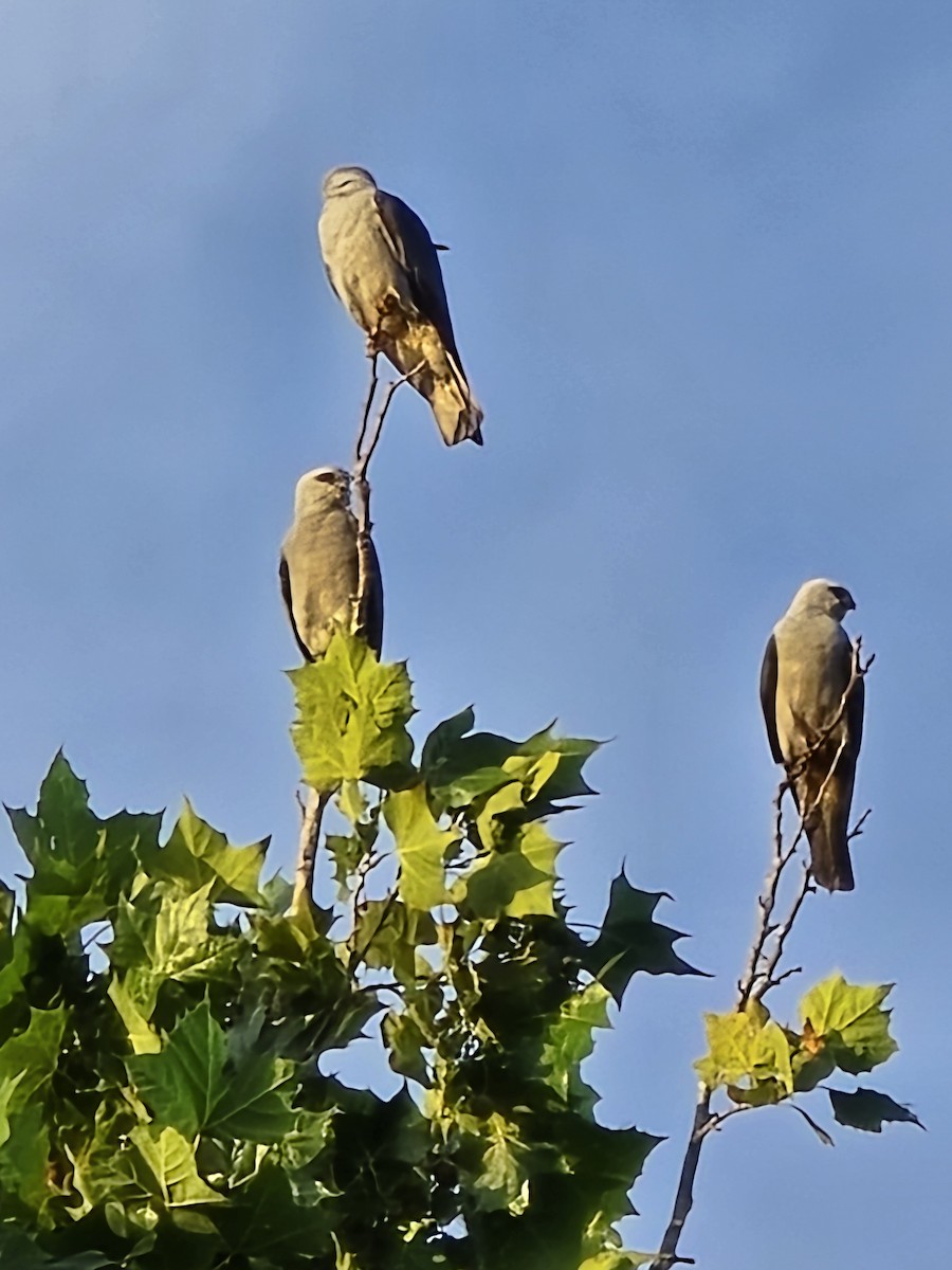 Mississippi Kite - ML620969335