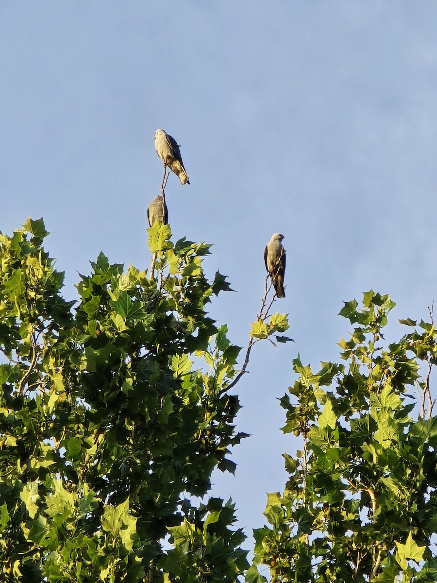 Mississippi Kite - ML620969338