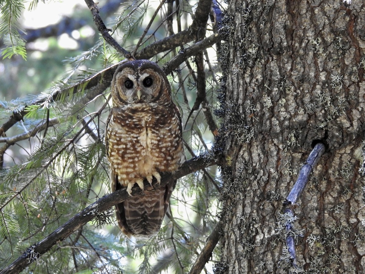 Spotted Owl (Northern) - Frank Fabbro