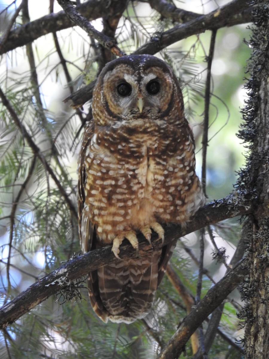 Spotted Owl (Northern) - ML620969356