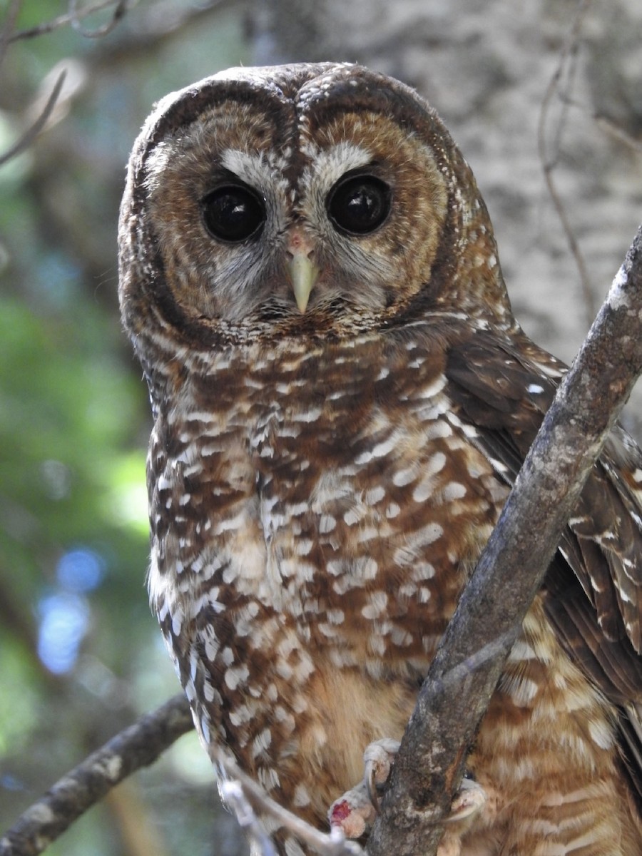 Spotted Owl (Northern) - ML620969357