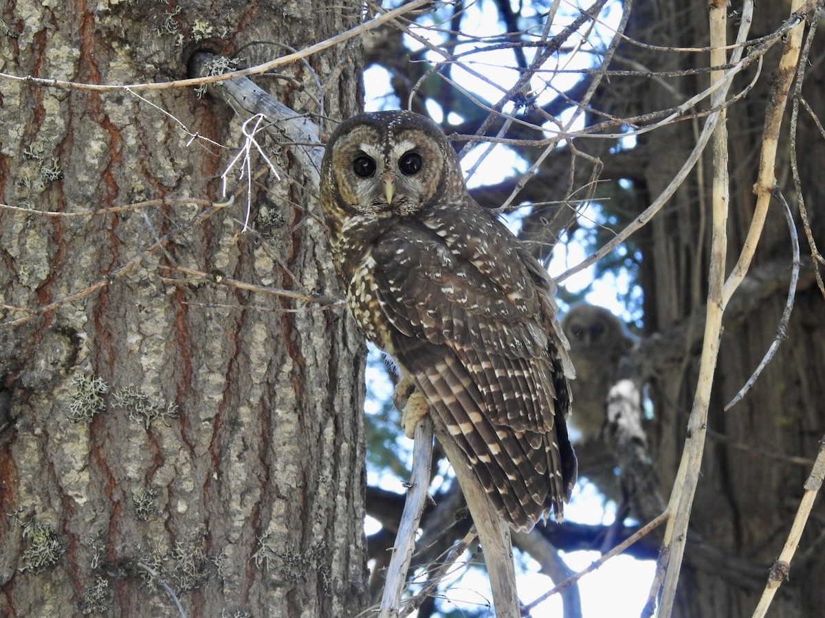 Spotted Owl (Northern) - ML620969358