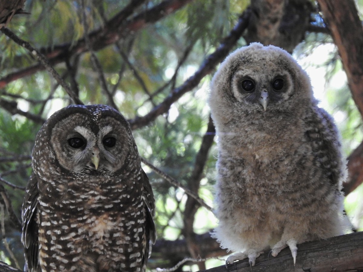 Spotted Owl (Northern) - ML620969359