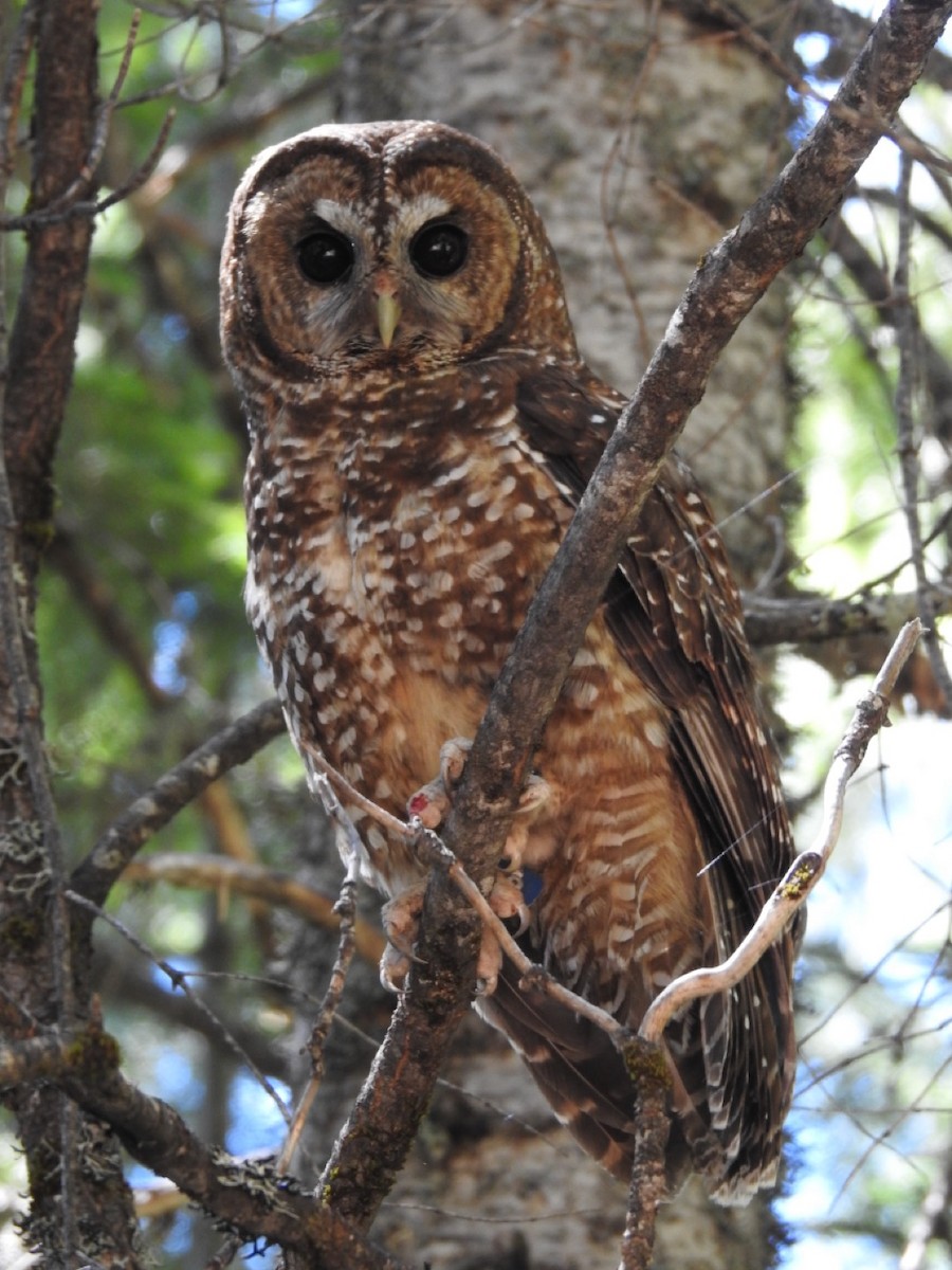 Spotted Owl (Northern) - ML620969360