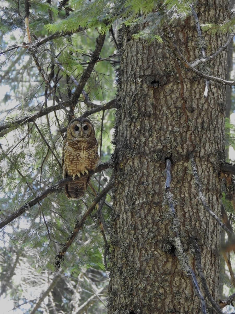Spotted Owl (Northern) - ML620969361