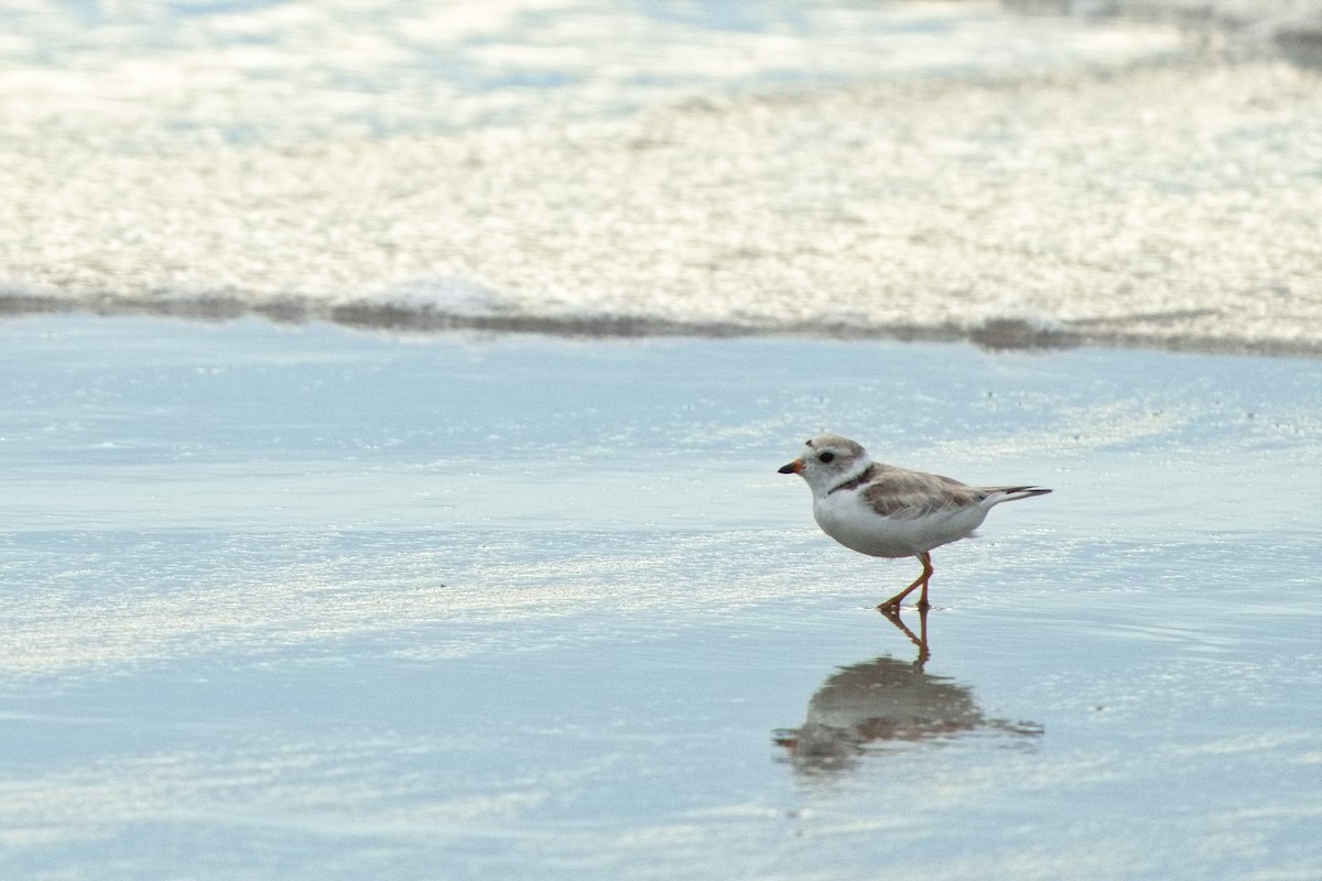 Piping Plover - ML620969367