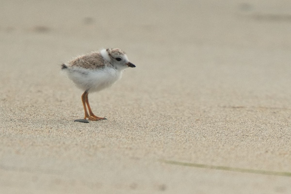 Piping Plover - ML620969368