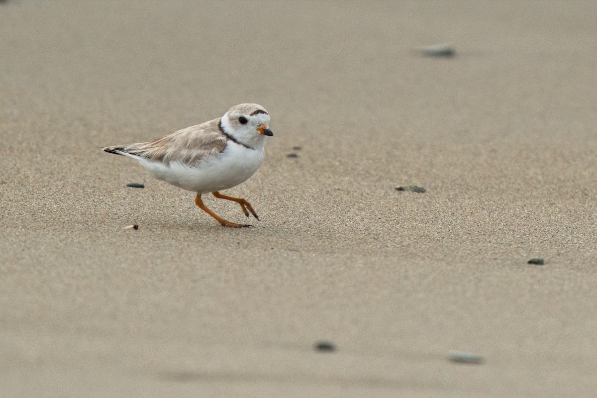 Piping Plover - ML620969369