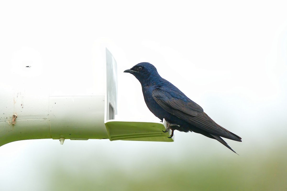 Purple Martin - ML620969444