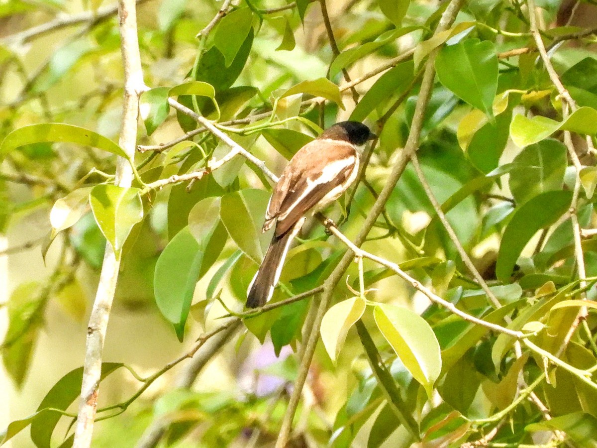 Bar-winged Flycatcher-shrike - ML620969451