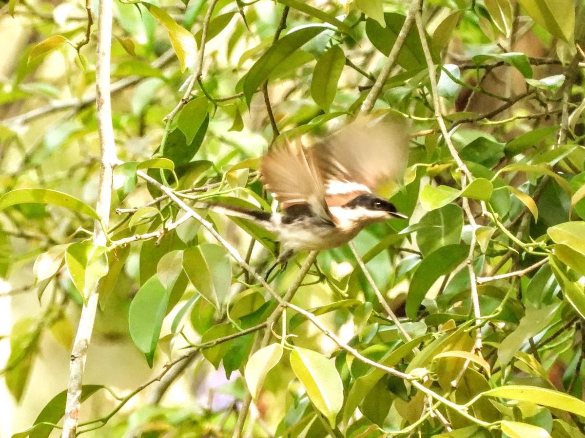 Bar-winged Flycatcher-shrike - Warren Regelmann