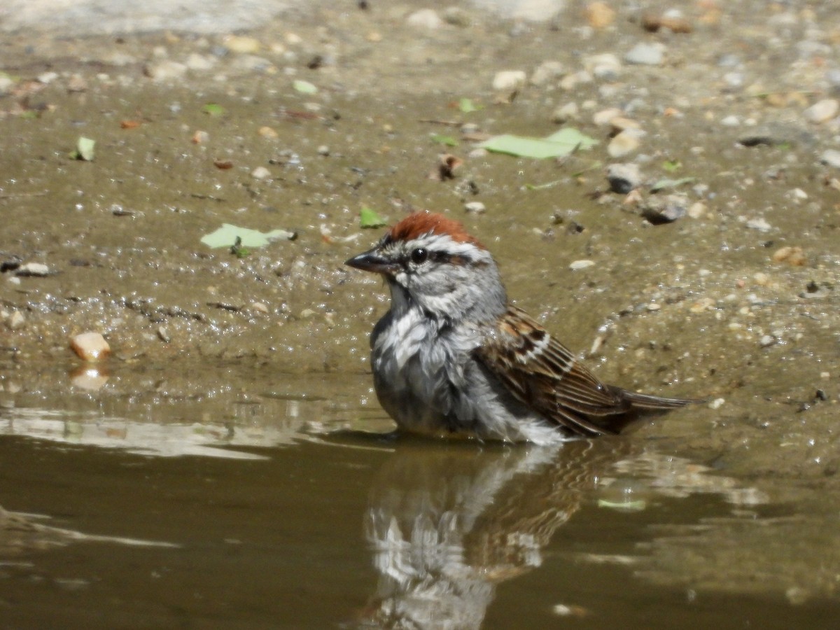 Chipping Sparrow - ML620969519