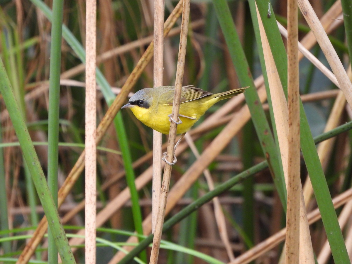 Southern Yellowthroat - ML620969531