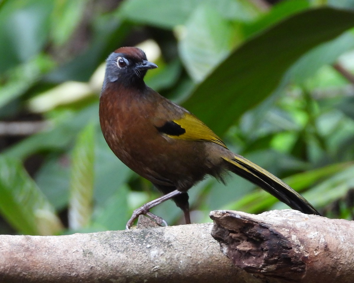 Malayan Laughingthrush - ML620969603