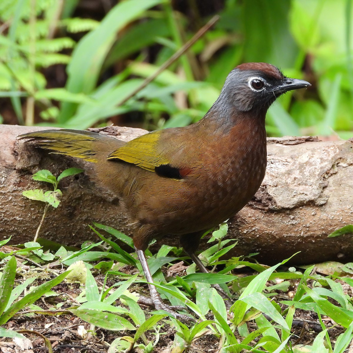 Malayan Laughingthrush - ML620969605