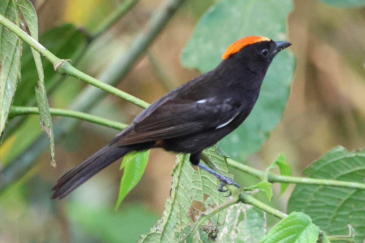 Flame-crested Tanager (Flame-crested) - ML620969618