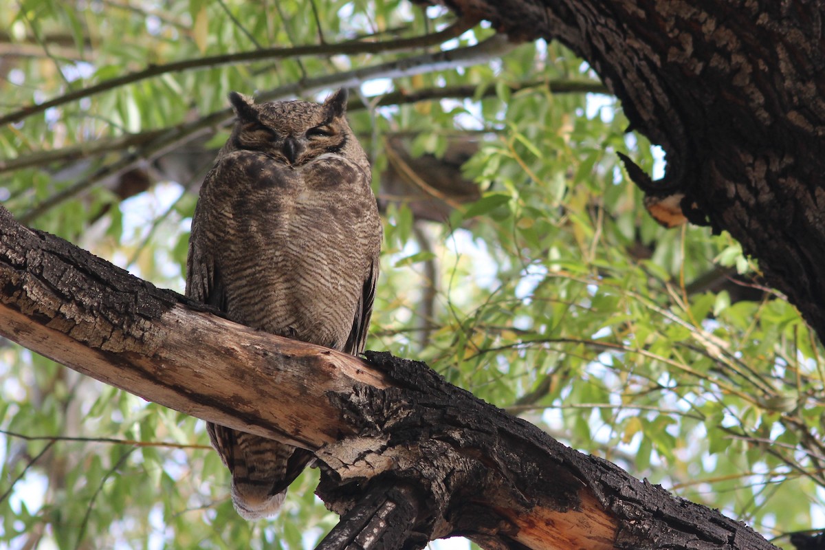 Lesser Horned Owl - ML620969662