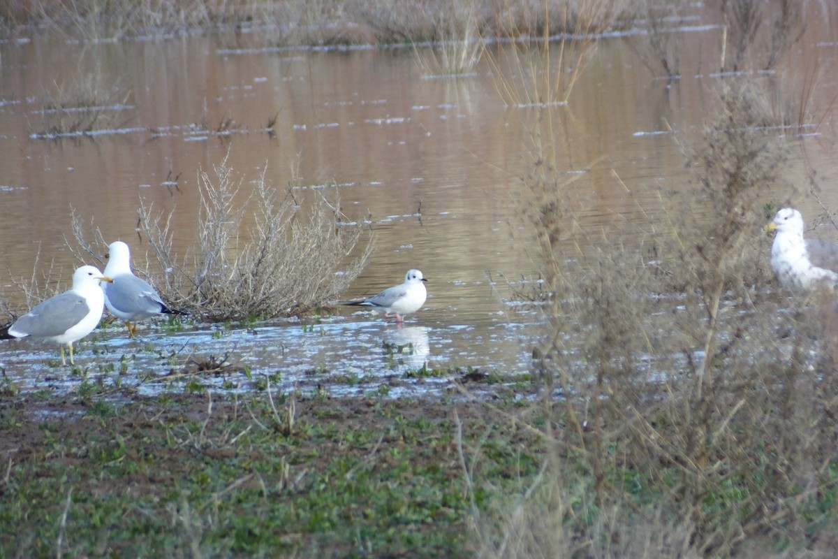 Bonaparte's Gull - ML620969694