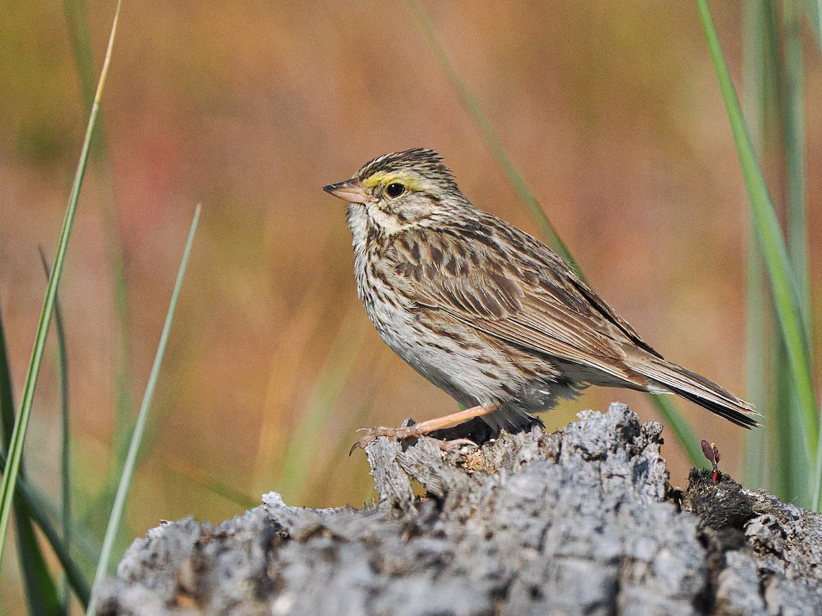 Savannah Sparrow - ML620969697