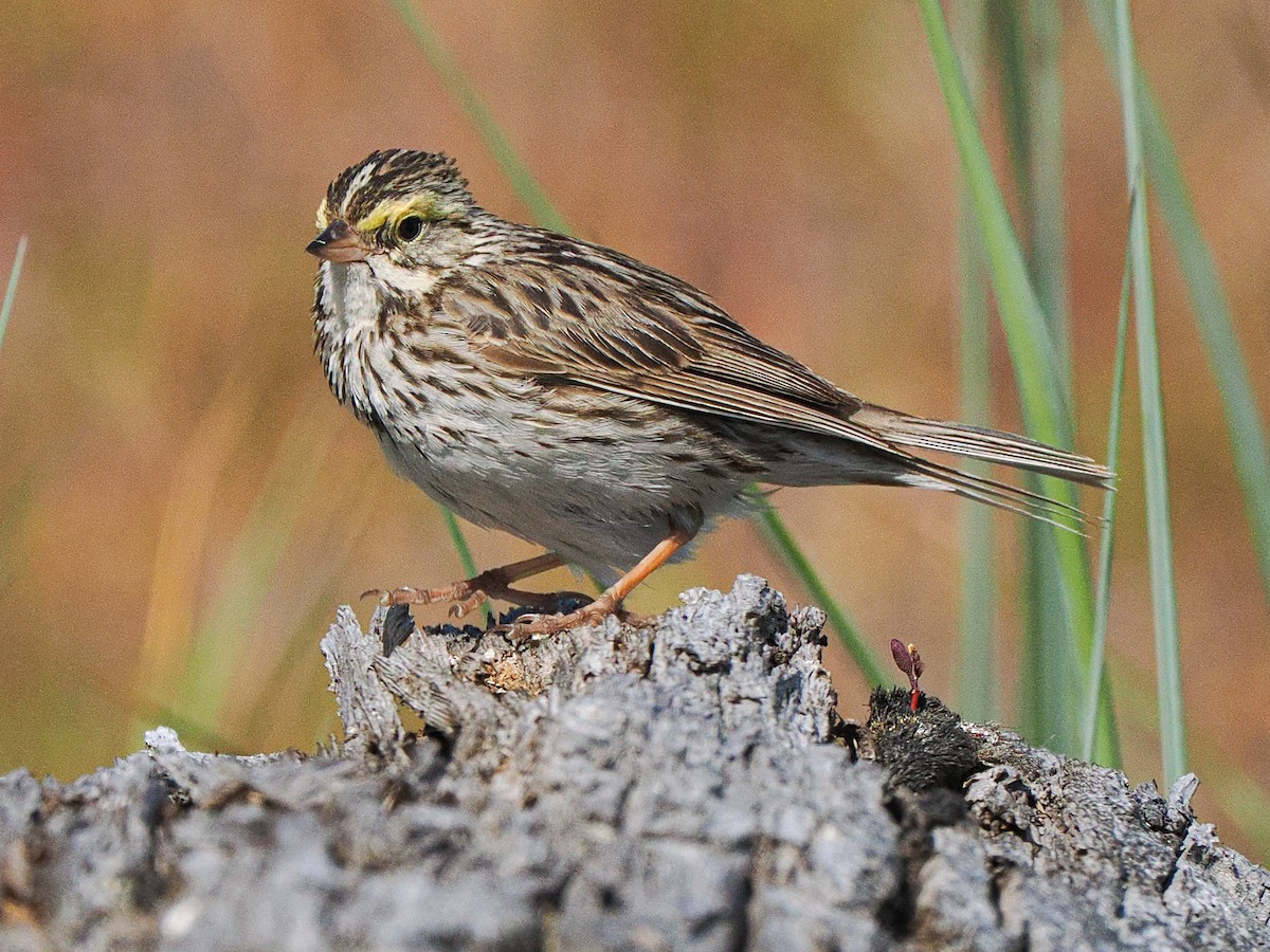 Savannah Sparrow - ML620969698