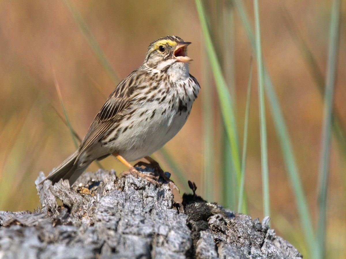 Savannah Sparrow - ML620969699