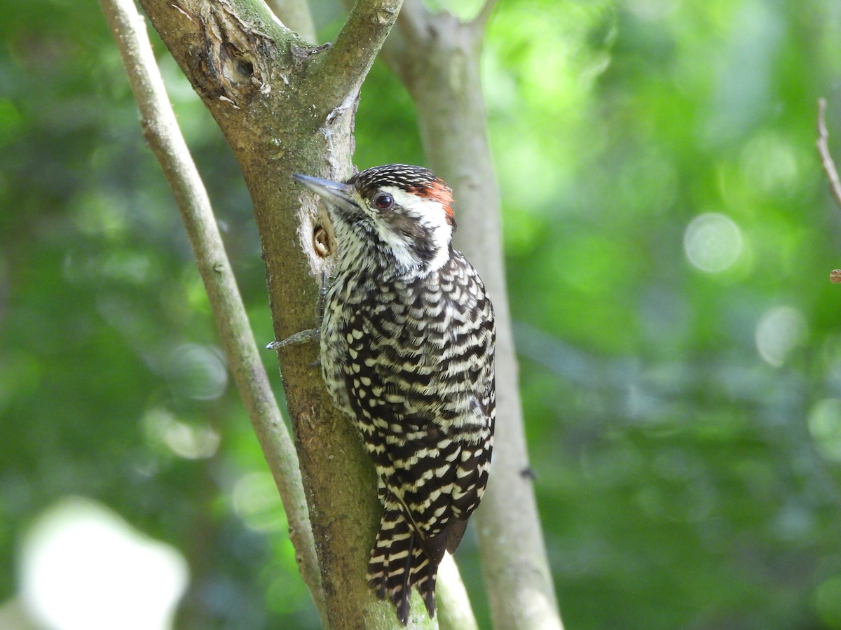 Checkered Woodpecker - ML620969818
