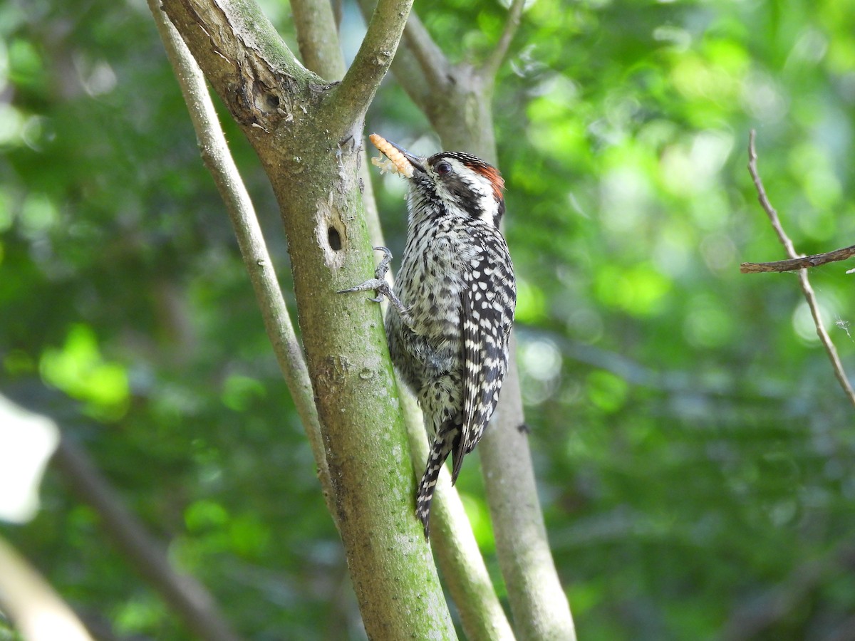 Checkered Woodpecker - ML620969837